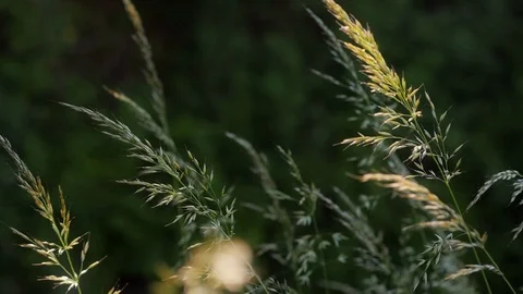 Grass in the wind moving slowly Stock Footage 109126664
