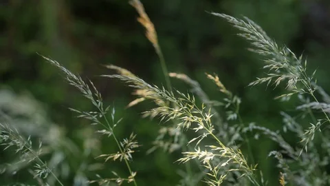 Grass in the wind moving slowly in the shade close up Stock Footage 109126671