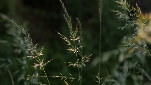 Grass in the wind moving slowly in the shade Stock Footage 109126798