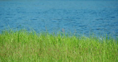 Grass in the wind near the deep blue river side shore Vídeo Stock 130979693