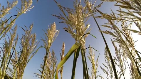 Grass in wind-no filter Stock Footage 41050344