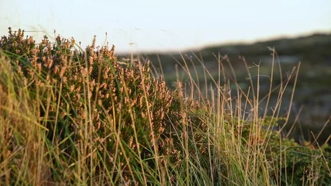 Grass in the Wind Norway Stock Footage 70161199