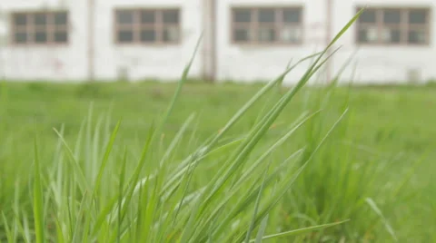 Grass on the wind, Old building behind Stock Footage 51676714