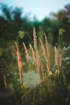 Grass in the wind Stock Photos
