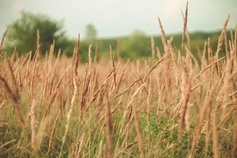 Grass in the wind Stock Photos