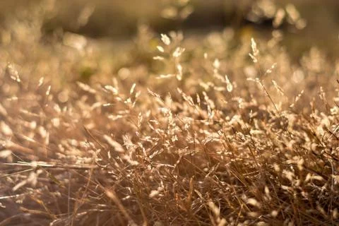 Grass in the wind 库存照片