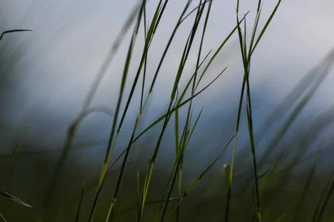 Grass in the wind Stock Photos
