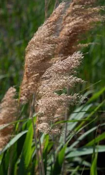 Grass in the wind Stock Photos