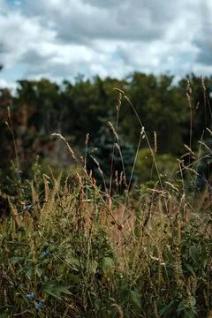 Grass in the wind Stock Photos