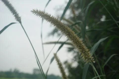Grass in the wind Stock Photos
