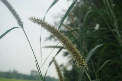 Grass in the wind Stock Photos