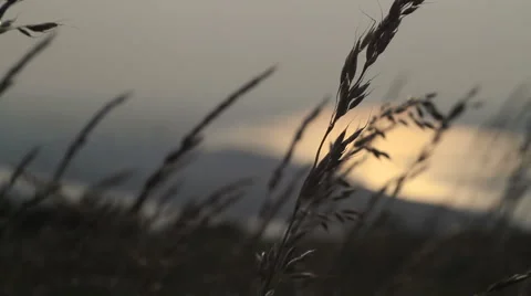 Grass in the wind with river in the distance Stock Footage 41742924