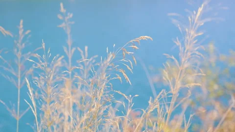 Grass in wind with sea in background Stock-Footage 137611521