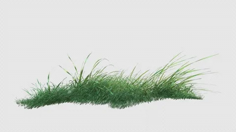 Grass wind slow loop on alpha Stock Footage 276521604