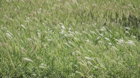Grass in the Wind slow motion Stock Footage 89760657