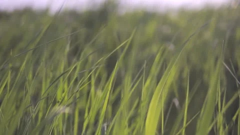 Grass in the wind in slow motion 库存影片 112247628