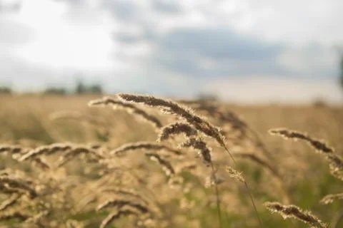 Grass in wind. Straws moving in wind. Closeup in field during autumn. Stock Photos