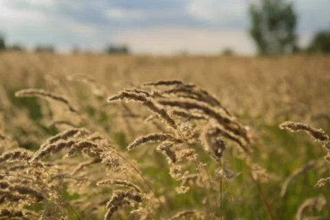 Grass in wind. Straws moving in wind. Closeup in field during autumn. Stock Photos