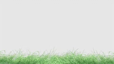 Grass Wind Strong Stock Footage 234582871