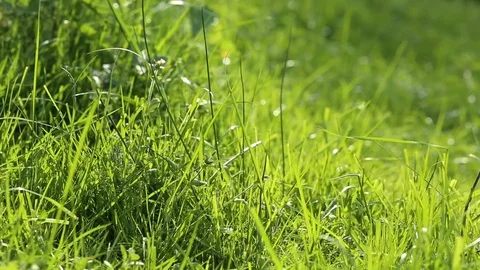 Grass in the wind , summer background Stock Footage 89806458