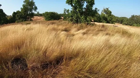 Grass in the wind at sunny day Vídeos de archivo 129335250