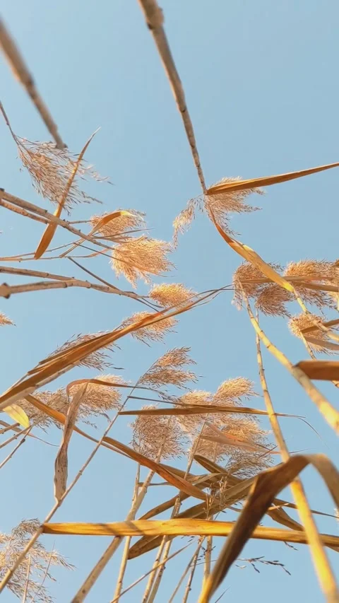 Grass, wind, sunset, bottom view Stock Footage 165044527