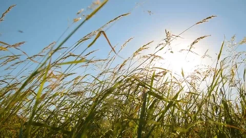 Grass on the wind at sunset Stock Footage 96756791