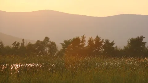 The grass in the wind at sunset Stock Footage 107397891