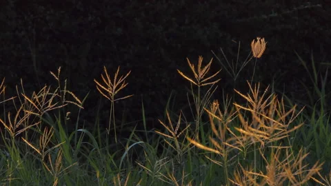 Grass in wind at sunset. Stock Footage 136063093