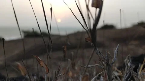 Grass on the Wind with sunset Stock Footage 151726084