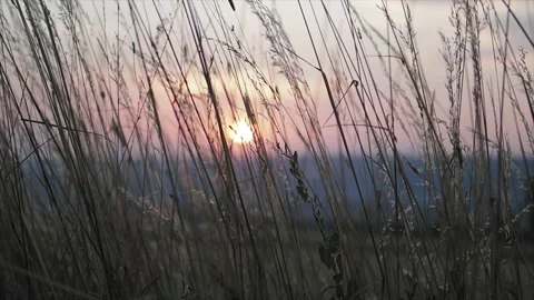 Grass in the wind at sunset Stock Footage 204977201