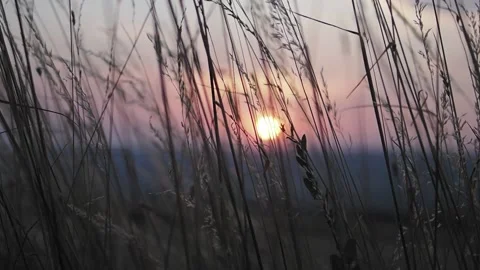 Grass in the wind at sunset Stock Footage 204977353