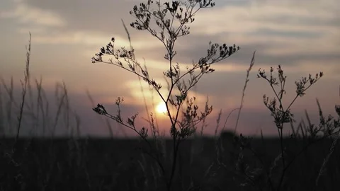 Grass in the wind at sunset Stock Footage 204977408