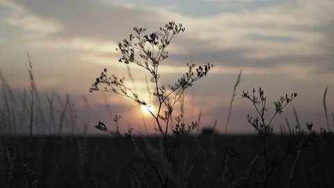 Grass in the wind at sunset Stock Footage 204977444
