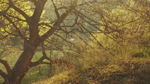 Grass in the wind. Sunset light. Tree branches in the background Stock Footage 186633435