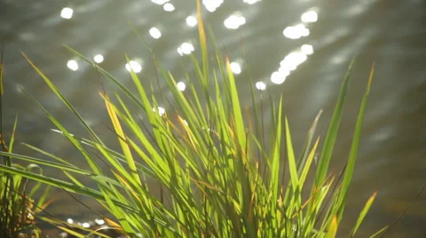 Grass in the wind with waiving water and sparkles. Vídeos de archivo 47221716