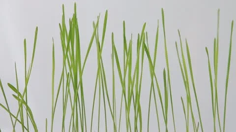 Grass in the wind on the white background Stock Footage 10610464