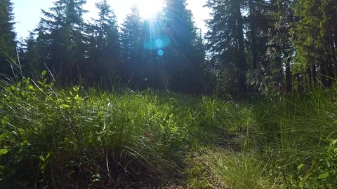Grass on wind in the woods Stock Footage 114246555