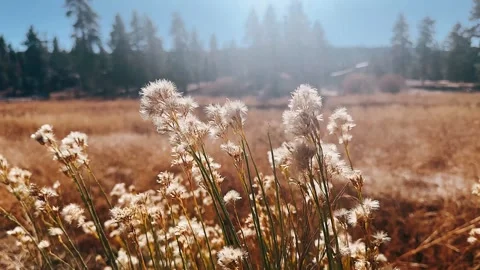 Grass in the wind,grass, sky, landscape, nature, tree, field, Stock Footage 257621759