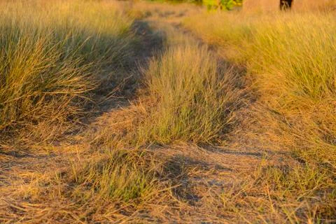 Grass winding path Stock Photos