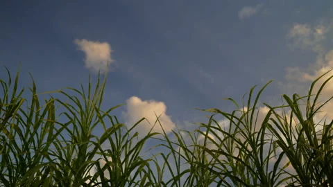 Grass on windy of blue sky background 動画素材 202126820