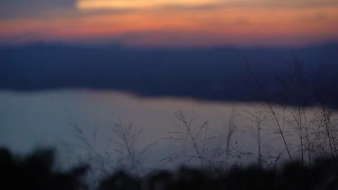 Grass on windy of blurred sunset sky and lake background Stock Footage 257783849
