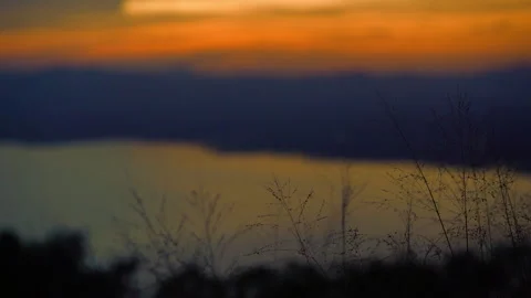 Grass on windy of blurred sunset sky and lake background Stock Footage 257783999