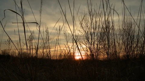 Grass on windy day at beautiful sunset video Stock Footage 107744685