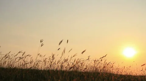 Grass in windy day during sunset Stock Footage 37217662
