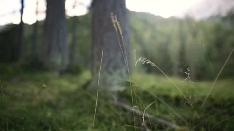 Grass on a windy day Stock-Footage 152862177