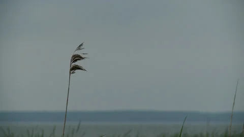 Grass on windy day by the river Video stock 134245919