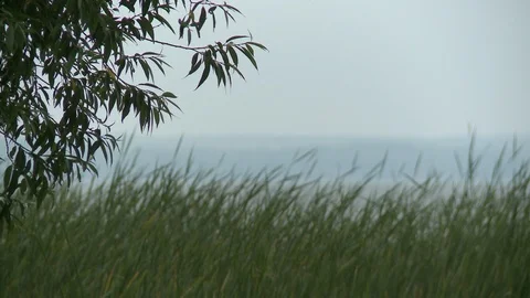 Grass on windy day by the river on a summer day Video stock 107745668