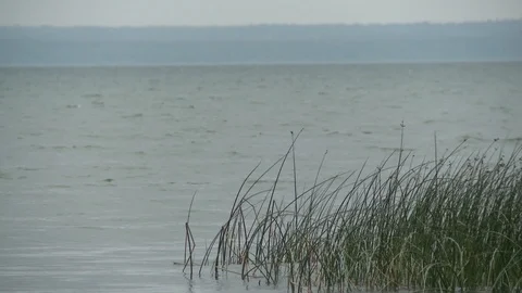Grass on windy day by the river in summer video Stock Footage 107821797