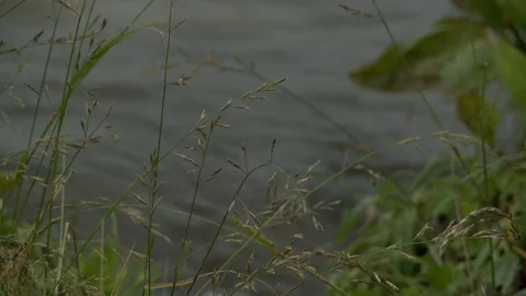 Grass on windy day by the river in summer view Stock Footage 107822363